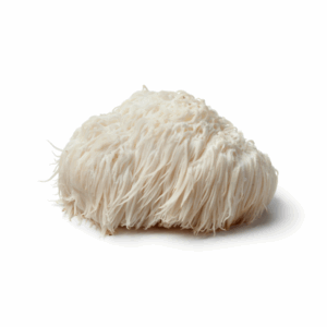 Single fresh lion’s mane mushroom with long, white, shaggy spines, isolated on a white background.