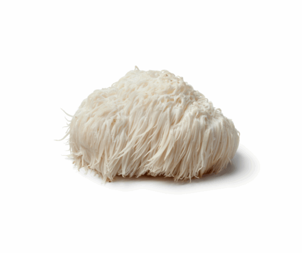 Single fresh lion’s mane mushroom with long, white, shaggy spines, isolated on a white background.