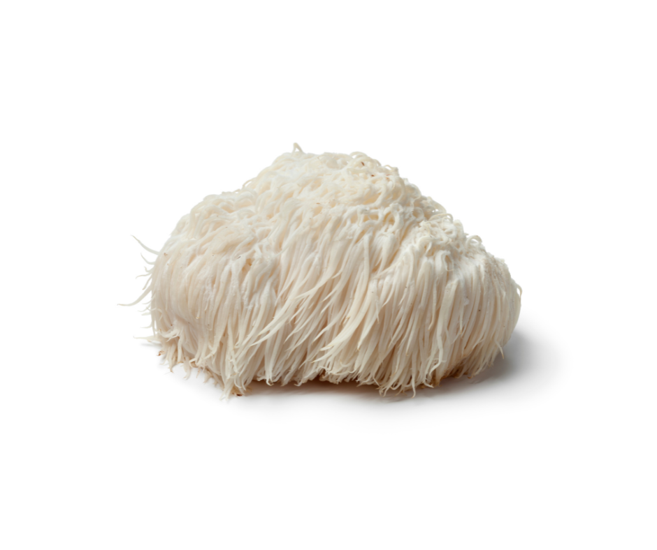 Single fresh lion’s mane mushroom with long, white, shaggy spines, isolated on a white background.