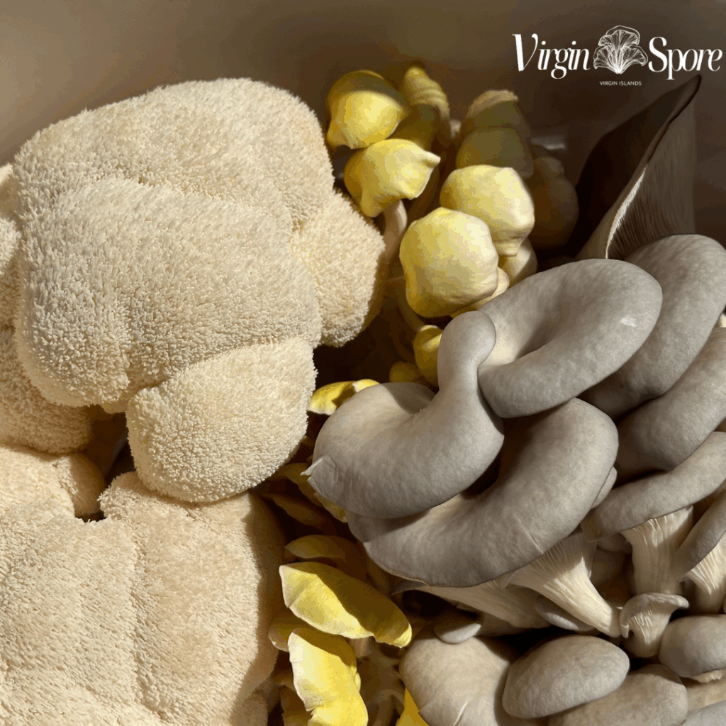 Close-up of a mixed selection of fresh gourmet mushrooms including lion’s mane, golden oyster, and blue oyster, with the Virgin Spore logo in the top right corner.