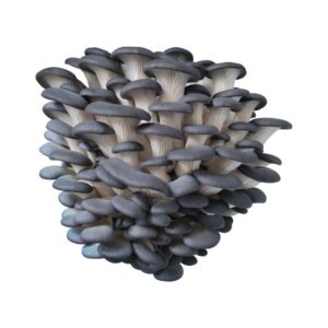 Cluster of fresh blue oyster mushrooms with smooth, silvery-blue caps and white stems, isolated on a white background.