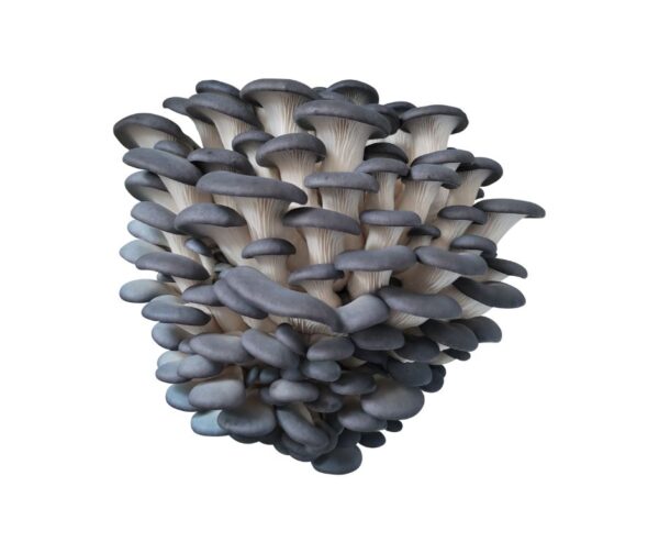 Cluster of fresh blue oyster mushrooms with smooth, silvery-blue caps and white stems, isolated on a white background.