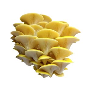 Cluster of fresh golden oyster mushrooms with bright yellow caps and white gills, isolated on a white background