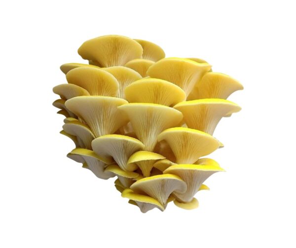 Cluster of fresh golden oyster mushrooms with bright yellow caps and white gills, isolated on a white background
