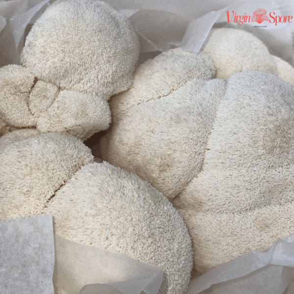 Fresh lion’s mane mushrooms nestled in white tissue paper, showcasing their fluffy, shaggy texture and round, bulbous shapes with the Virgin Spore logo in the corner