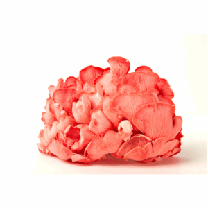 Cluster of vibrant pink oyster mushrooms with delicate, fan-shaped caps and finely ridged gills, displayed against a white background.
