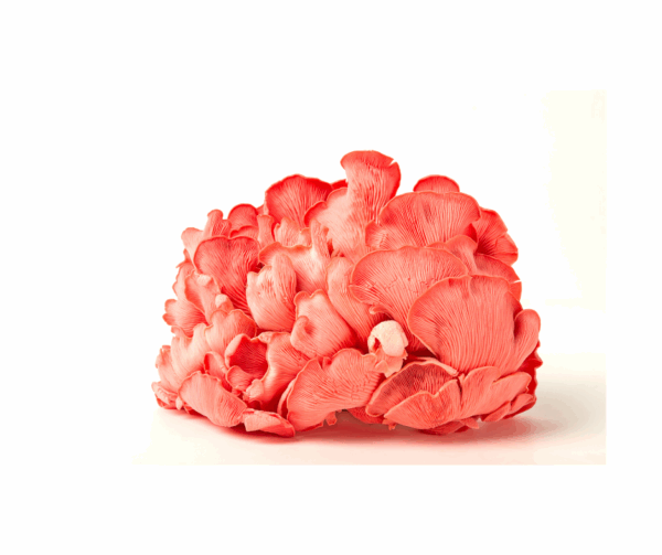 Cluster of vibrant pink oyster mushrooms with delicate, fan-shaped caps and finely ridged gills, displayed against a white background.