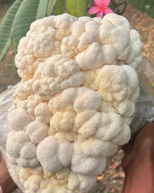Close-up of a large, clustered lion’s mane mushroom with a cauliflower-like appearance, held outdoors beneath green leaves and a pink flower.