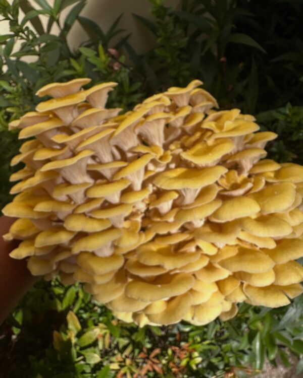 Large, freshly harvested cluster of golden oyster mushrooms with bright yellow caps, held outdoors against a backdrop of green garden foliage