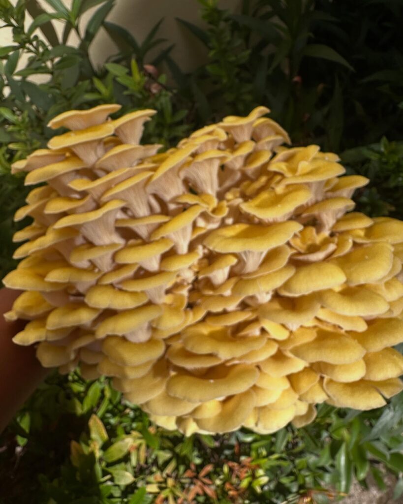 Large, freshly harvested cluster of golden oyster mushrooms with bright yellow caps, held outdoors against a backdrop of green garden foliage