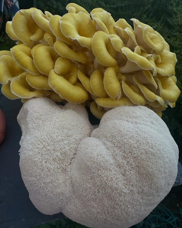 Fresh cluster of golden oyster mushrooms and lion’s mane mushrooms displayed side by side, with rich textures and vibrant color, set against a leafy green background.