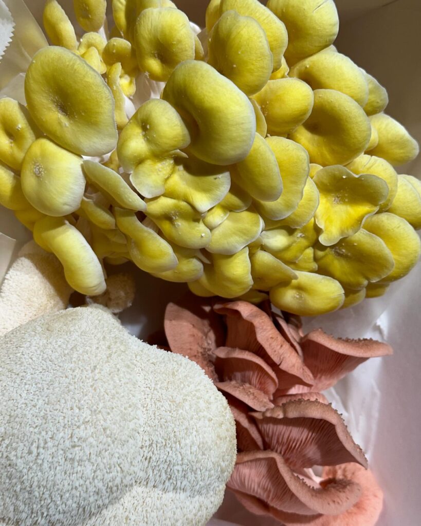 Close-up of a fresh mushroom trio featuring yellow oyster mushrooms, white lion’s mane mushrooms, and pink oyster mushrooms, arranged together in a box.