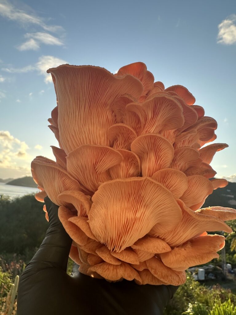 Large cluster of pink oyster mushrooms held up against a bright blue sky at sunset, with a scenic tropical landscape and ocean in the background