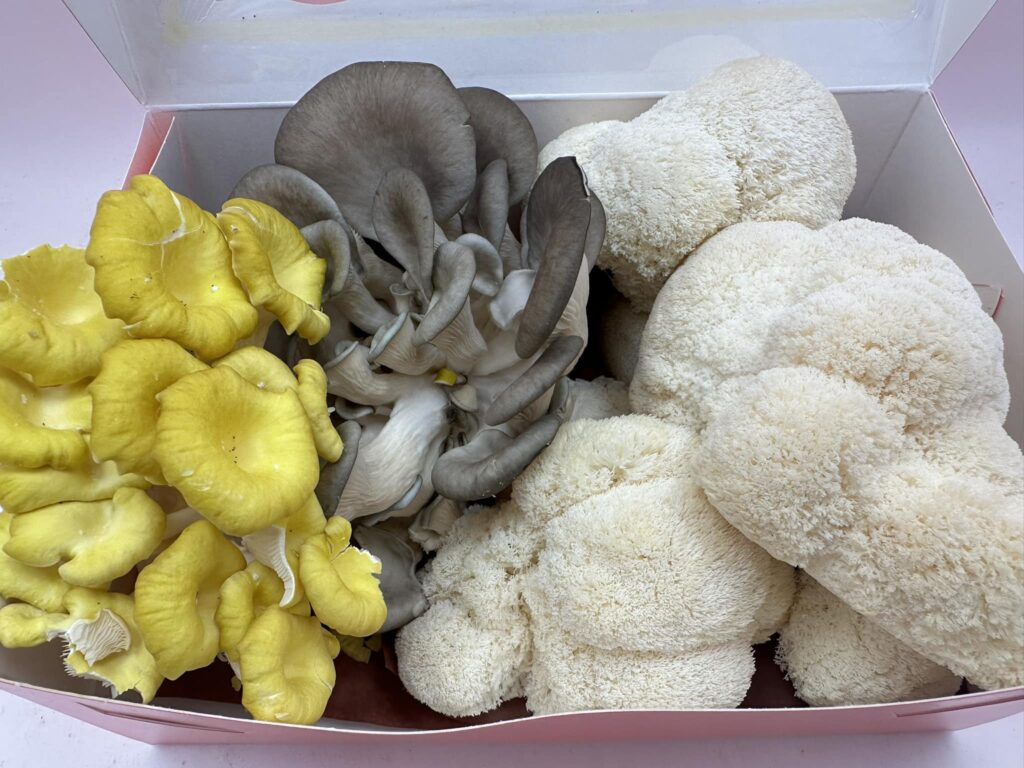 Assorted gourmet mushroom box containing golden oyster mushrooms, blue oyster mushrooms, and lion’s mane mushrooms, neatly arranged in a white and pink box.