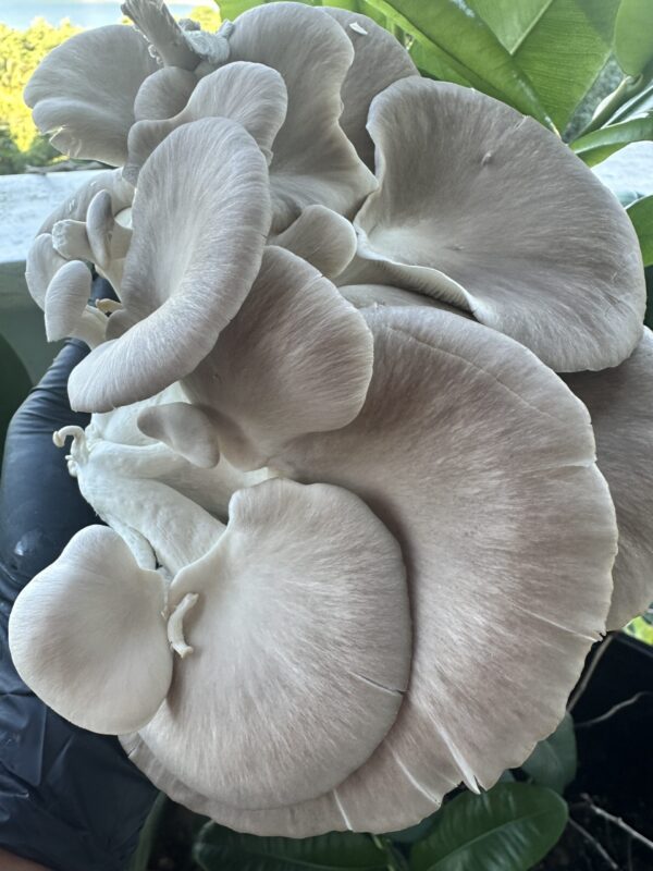 Large cluster of white oyster mushrooms with smooth, overlapping caps, held by a gloved hand in an outdoor garden setting