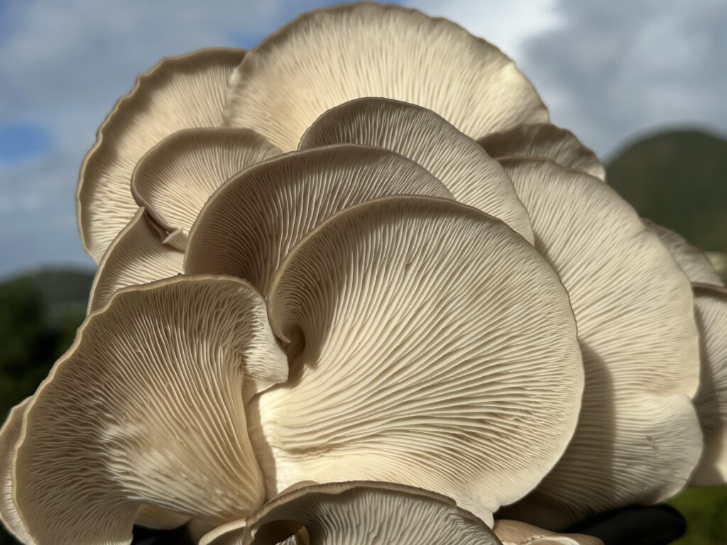 Close-up of Italian oyster mushrooms showing detailed gills and layered caps, held outdoors with a soft-focus natural background.