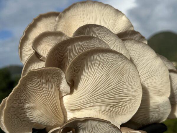 Close-up of Italian oyster mushrooms showing detailed gills and layered caps, held outdoors with a soft-focus natural background.