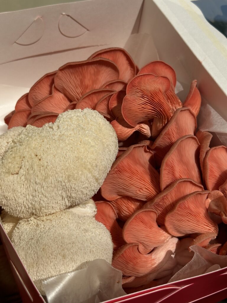 Fresh gourmet mushroom box featuring vibrant pink oyster mushrooms and fluffy white lion’s mane mushrooms, perfect for cooking or gifting