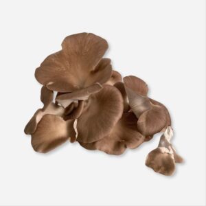 Cluster of fresh Italian oyster mushrooms with smooth, brown caps and white gills, displayed on a light background.