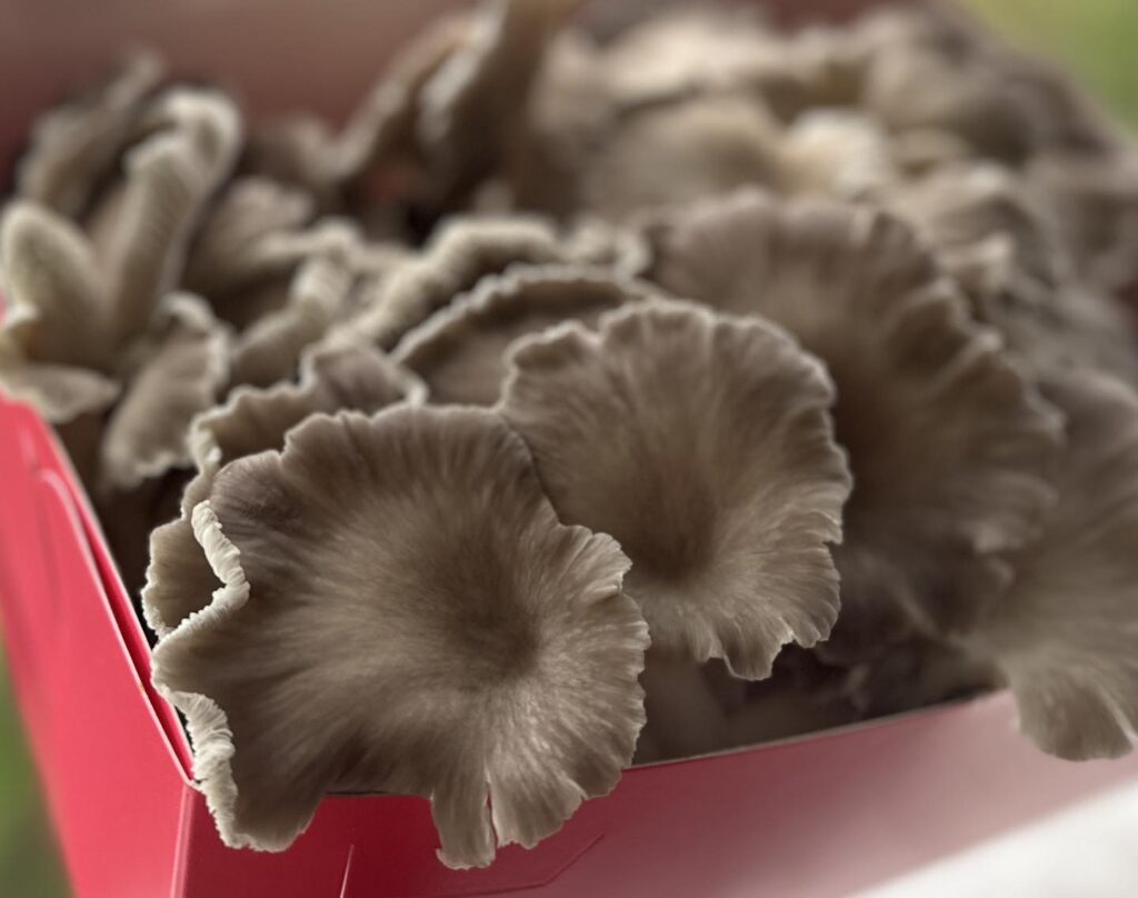 Close-up of fresh Italian oyster mushrooms with ruffled brown caps, packed in a deep pink container.