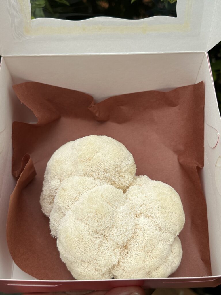 Fresh Lion’s Mane mushroom in a white gift box with brown tissue paper, displaying its fluffy, white, and shaggy appearance