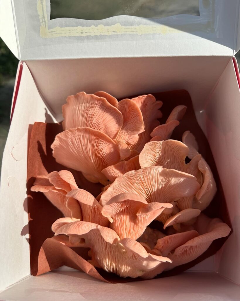 Fresh pink oyster mushrooms neatly arranged in a white gift box with a clear lid and brown tissue paper, illuminated by natural sunlight