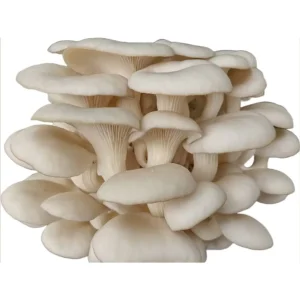 Cluster of fresh pearl oyster mushrooms with smooth, ivory-white caps and tightly packed gills, isolated on a white background