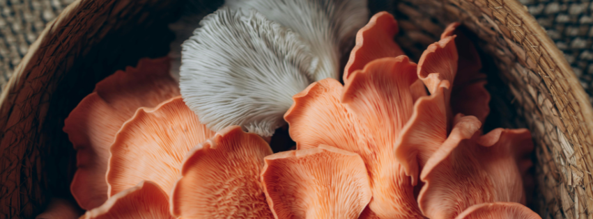 Vibrant pink and white oyster mushrooms in a handwoven basket — fresh, functional, and naturally beautiful, just like everything we grow at Virgin Spore.