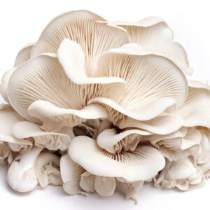 Cluster of fresh branched oyster mushrooms with layered, ivory caps and branching stems, displayed on a dark background.