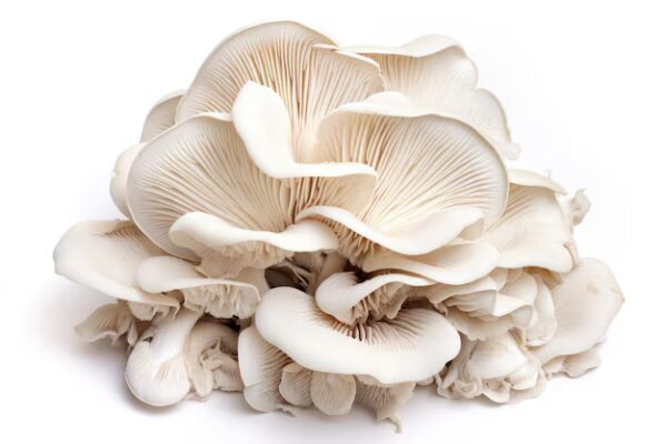 Cluster of fresh branched oyster mushrooms with layered, ivory caps and branching stems, displayed on a dark background.