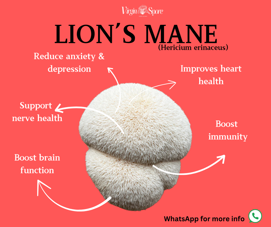 Infographic of Lion’s Mane mushroom with health benefits including brain function, nerve health, heart health, immunity, and reduced anxiety.