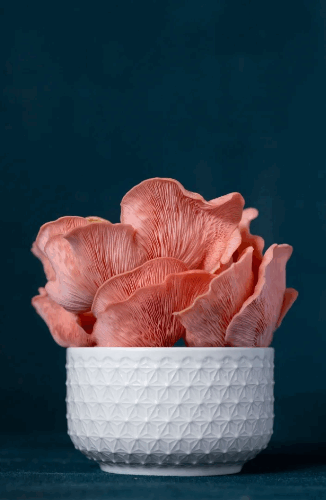 Pink oyster mushrooms in a white textured ceramic bowl against a dark blue background.
