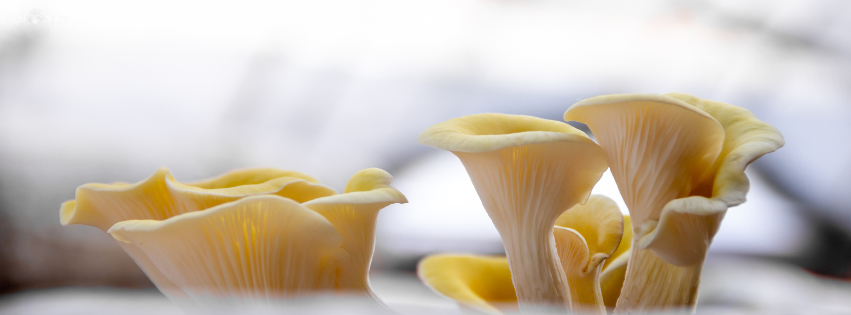 Close-up of fresh golden oyster mushrooms growing in soft natural light, with a blurred background for a serene, organic feel.