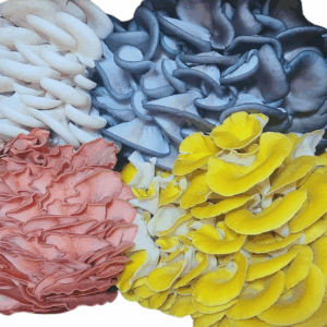 Box containing a colorful assortment of fresh oyster mushrooms: pink, white, golden yellow, and blue varieties, neatly arranged in four sections