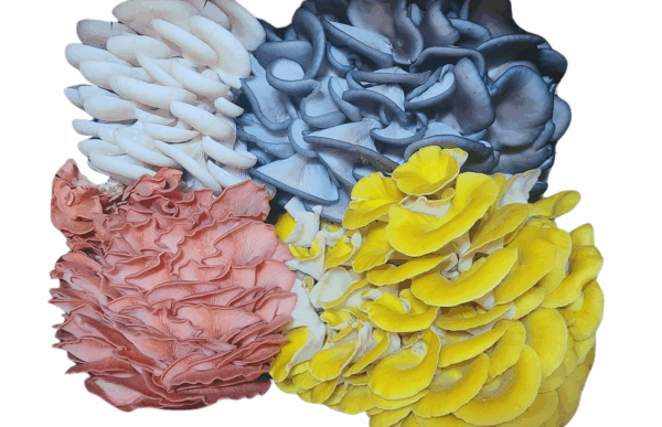 Box containing a colorful assortment of fresh oyster mushrooms: pink, white, golden yellow, and blue varieties, neatly arranged in four sections