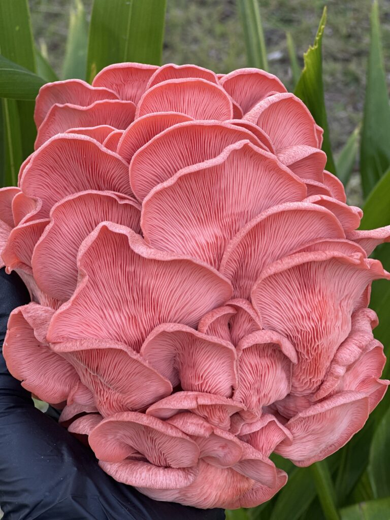 This is a photo of a pink oyster mushroom (Pleurotus djamor). Pink oyster mushrooms are known for their striking color and ruffled, fan-shaped caps with prominent gills. They’re popular in gourmet cooking due to their delicate texture and mild, slightly woody flavor. When cooked, they lose some of their pink color and can develop a slightly crispy texture, especially when sautéed or fried.