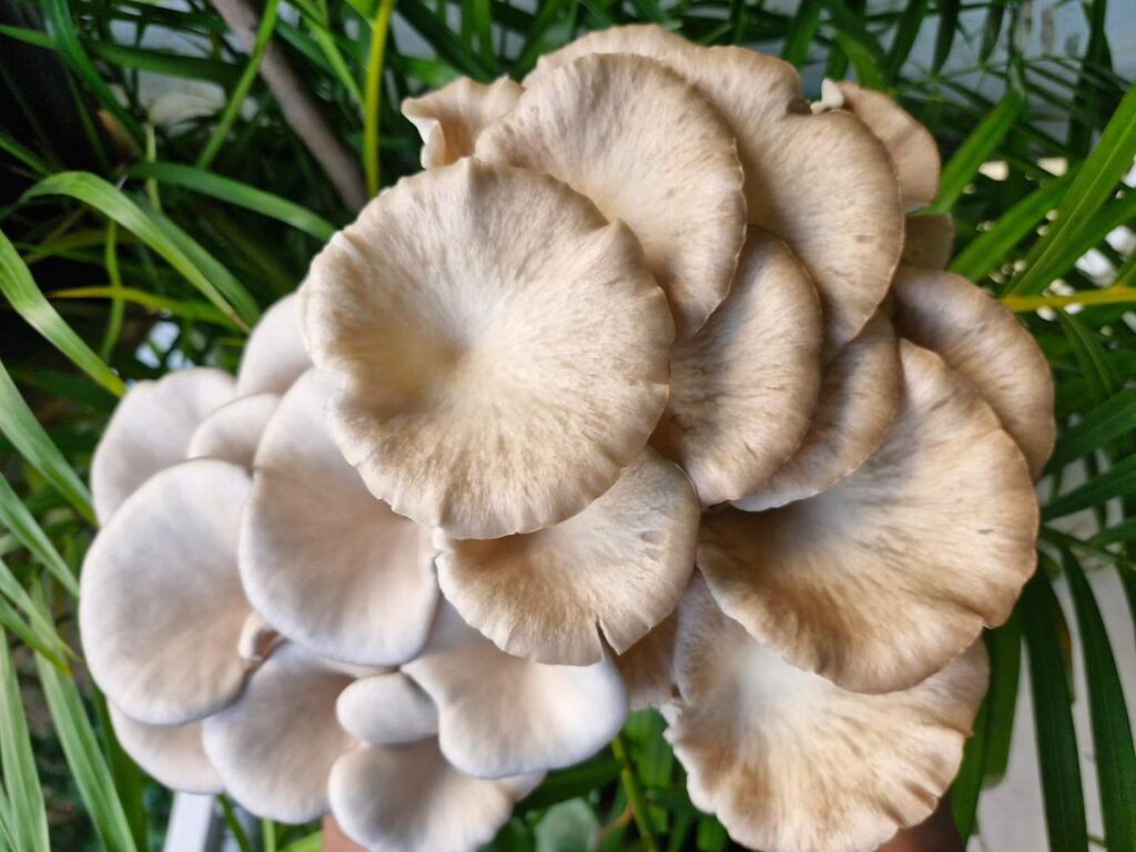 Large cluster of fresh oyster mushrooms with smooth tan and light gray caps layered together against a green leafy background.