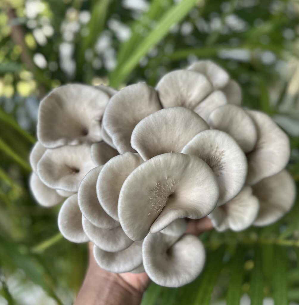 Fresh King Blue Oyster mushrooms with smooth blue-gray caps clustered together, held in hand against a green leafy background.