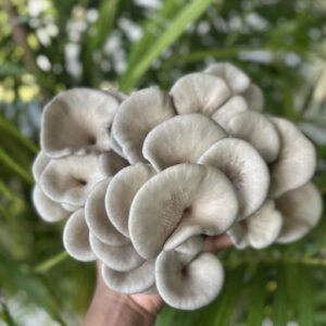 Fresh King Blue Oyster mushrooms with smooth blue-gray caps clustered together, held in hand against a green leafy background.