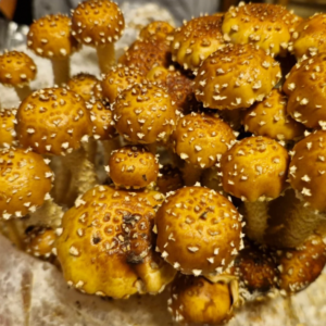 Fresh chestnut mushrooms with golden brown caps and speckled stems