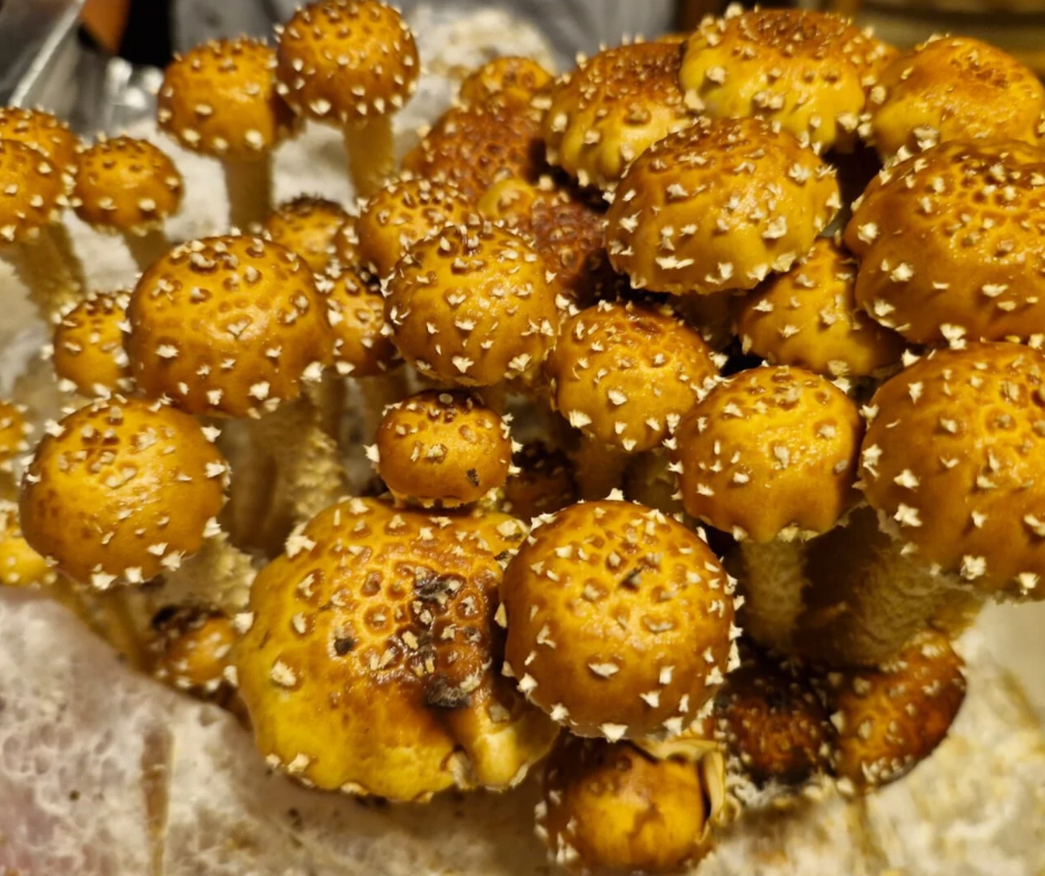 Fresh chestnut mushrooms with golden brown caps and speckled stems